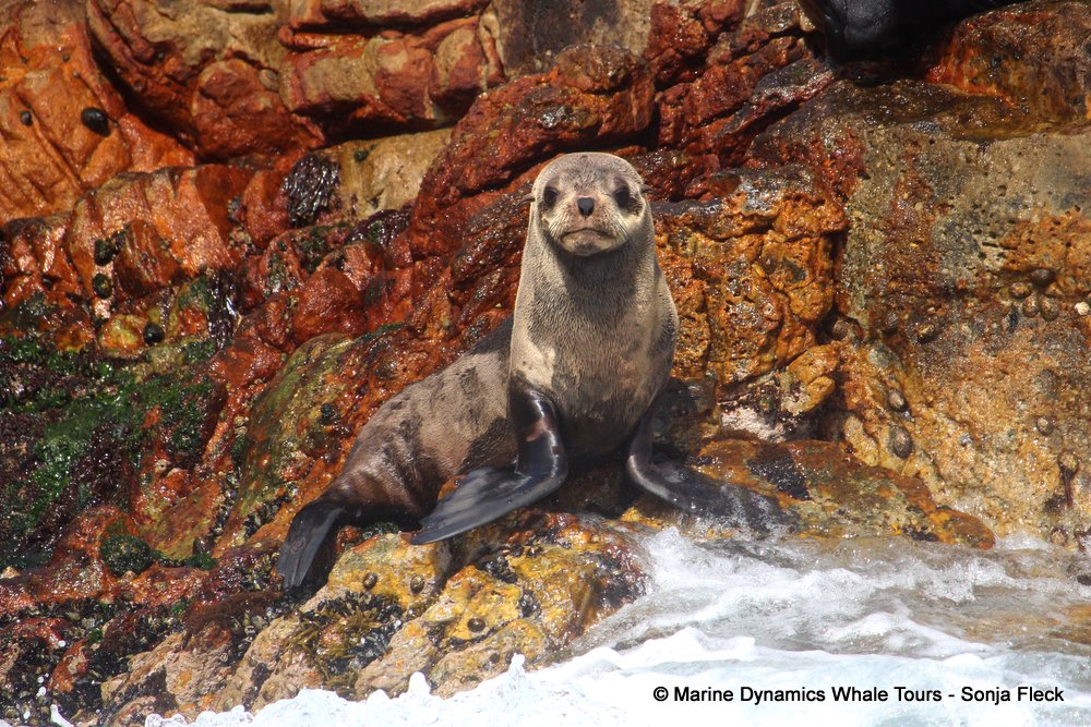 cape fur seal, whale watching, gansbaai, south africa