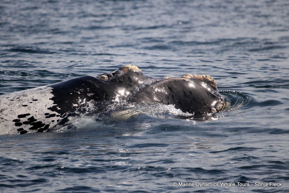 Southern right whale, whale watching, gansbaai, south africa,