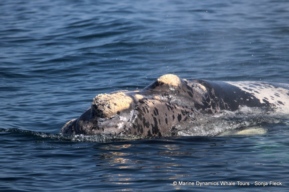 Southern right whale, whale watching, gansbaai, south africa,