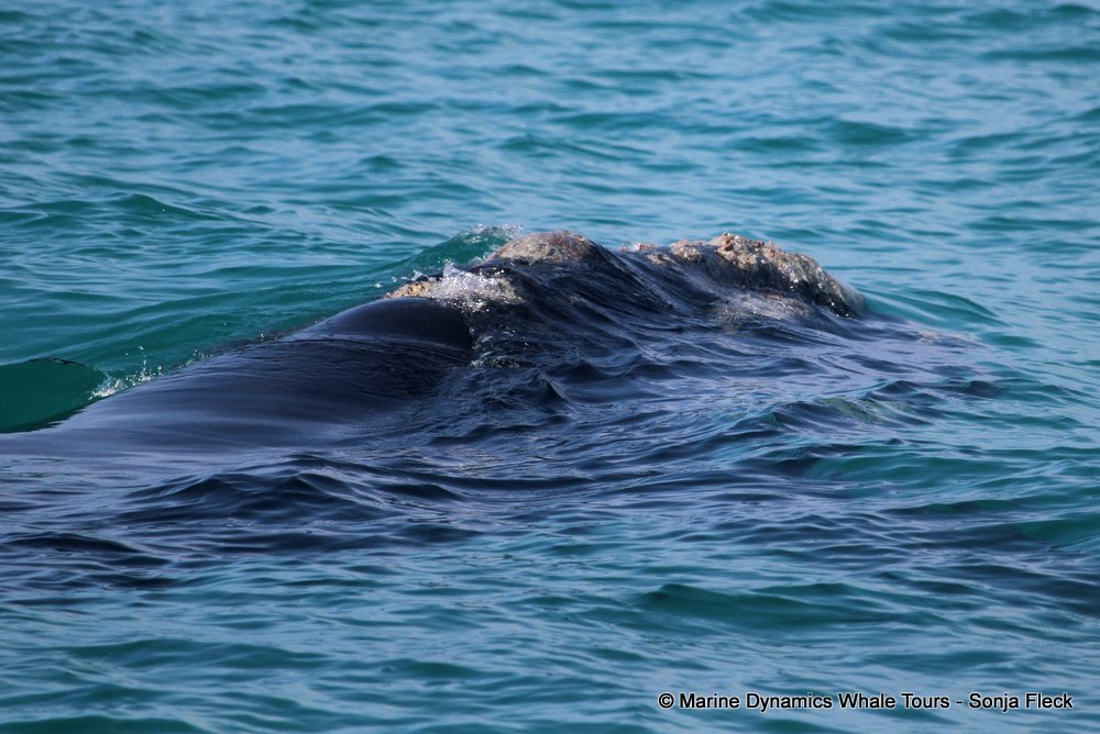 Southern right whale, whale watching, gansbaai, south africa,
