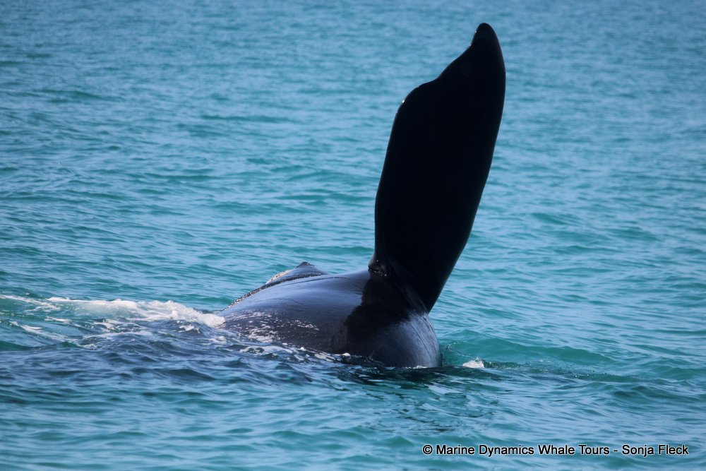 Southern right whale, whale watching, gansbaai, south africa,