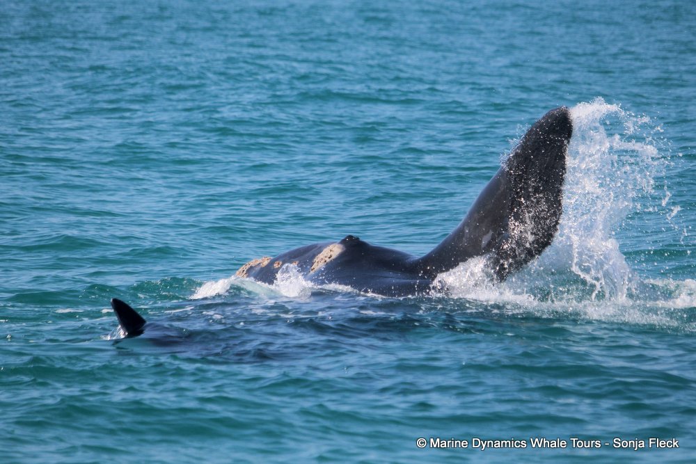 Southern right whale, whale watching, gansbaai, south africa,