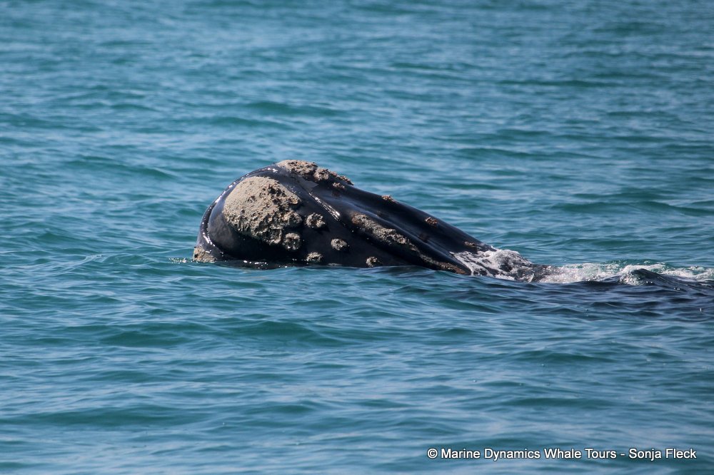 Marine Big 5 Daily Blog 02 October