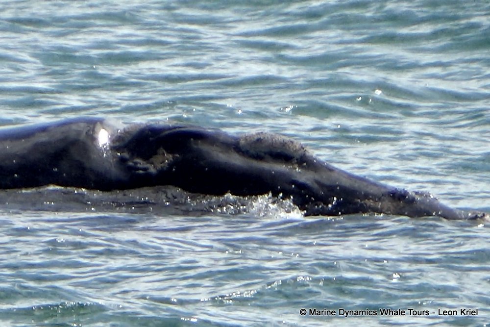 Southern right whale, whale watching, gansbaai, south africa,