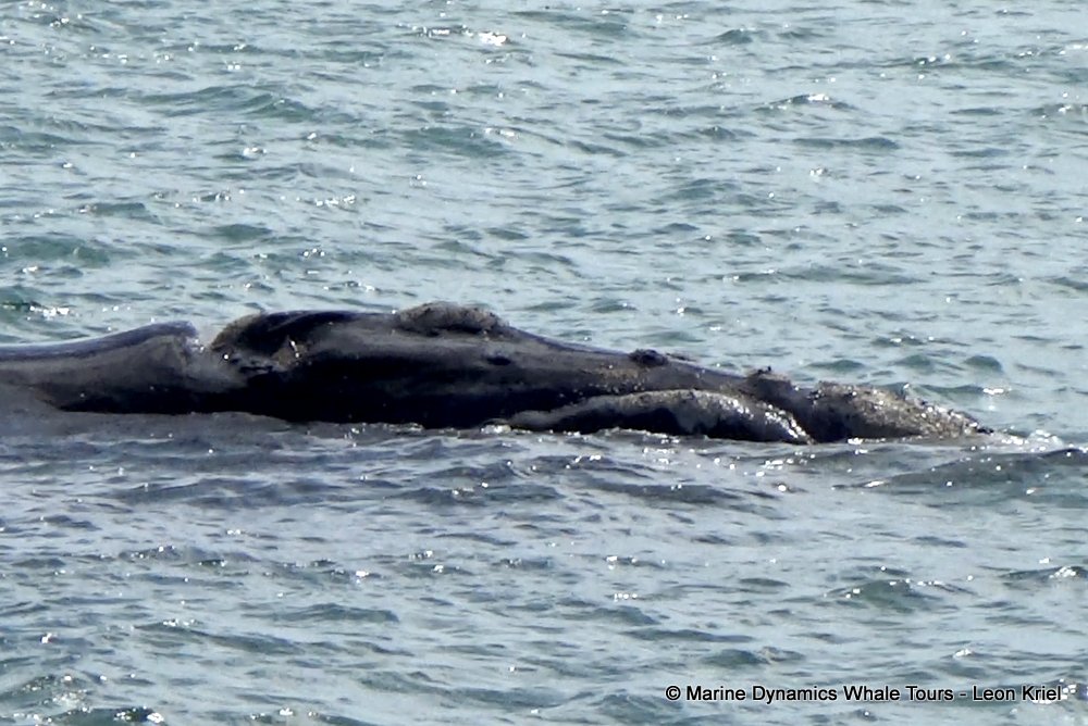 Southern right whale, whale watching, gansbaai, south africa,
