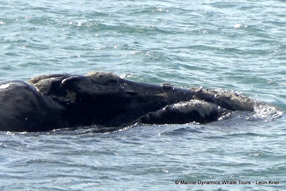 whale, whale watching, gansbaai, south africa,