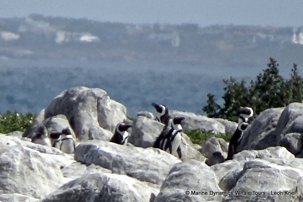 penguins, whale watching, gansbaai, south africa,
