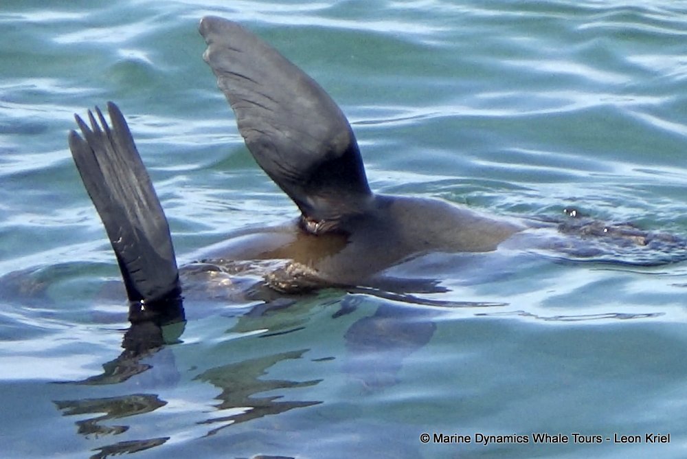cape fur seal, whale watching, gansbaai, south africa