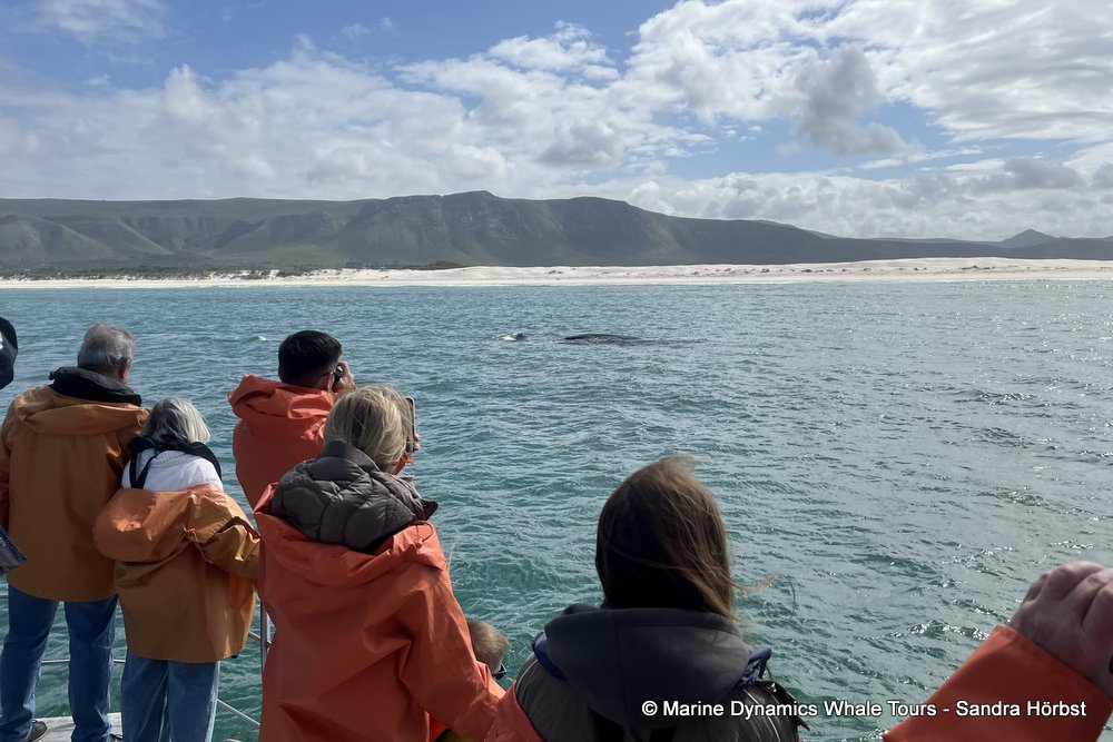 Southern right whale, whale watching, gansbaai, south africa,
