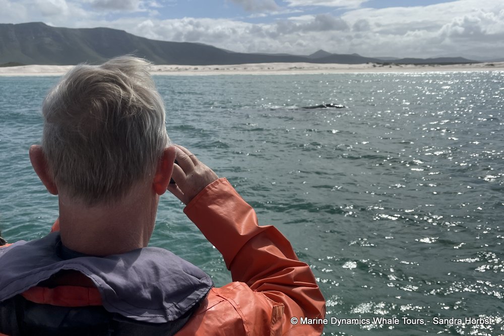 Southern right whale, whale watching, gansbaai, south africa,
