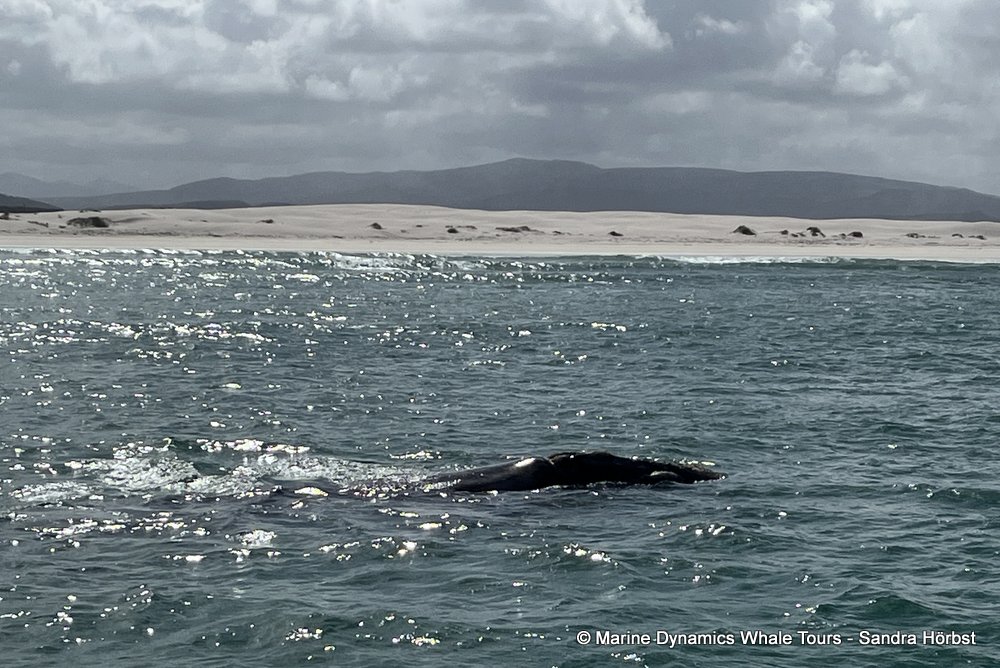 Southern right whale, whale watching, gansbaai, south africa,