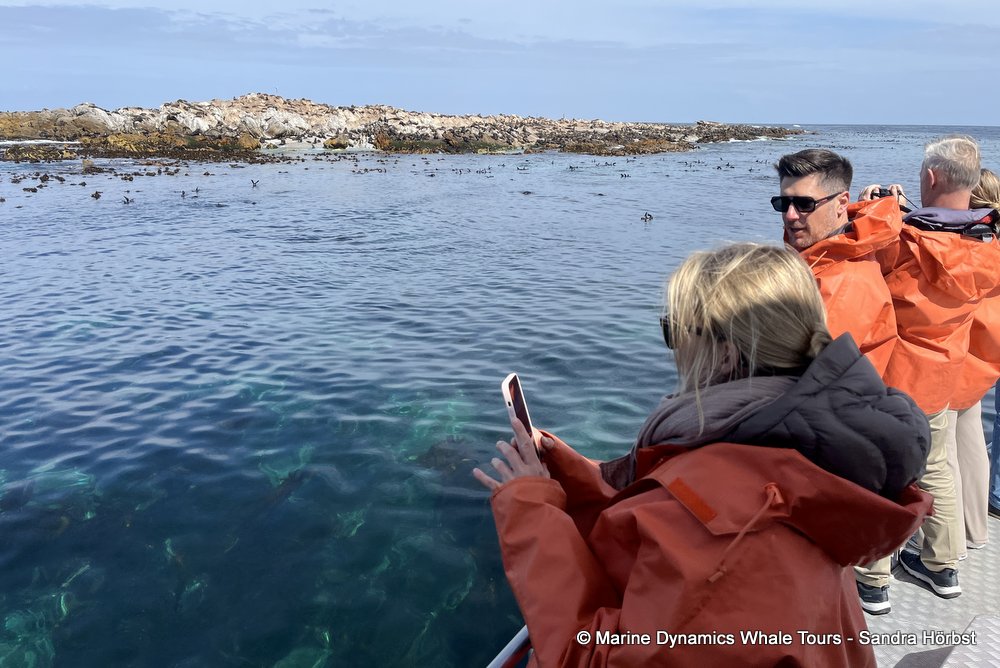 cape fur seal, whale watching, gansbaai, south africa