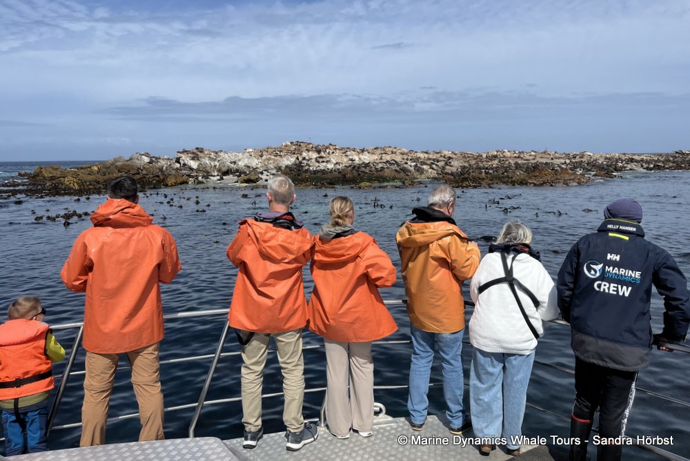 cape fur seal, whale watching, gansbaai, south africa