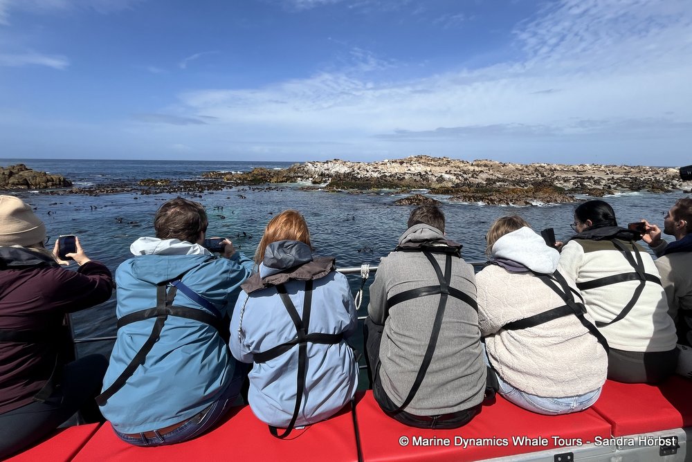 cape fur seal colony, whale watching, gansbaai, south africa,