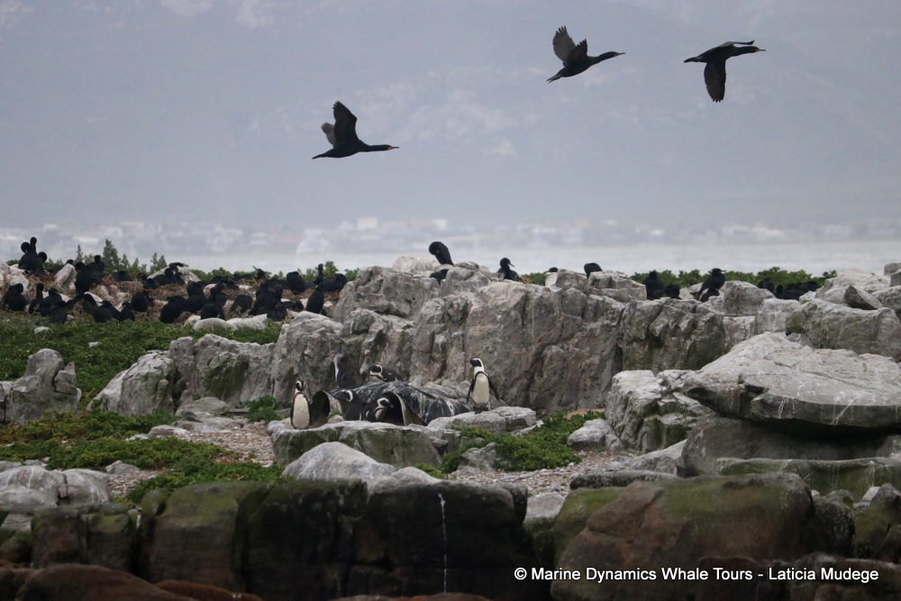 african penguin, whale watching, gansbaai, south africa