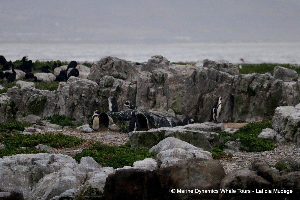 african penguin, whale watching, gansbaai, south africa