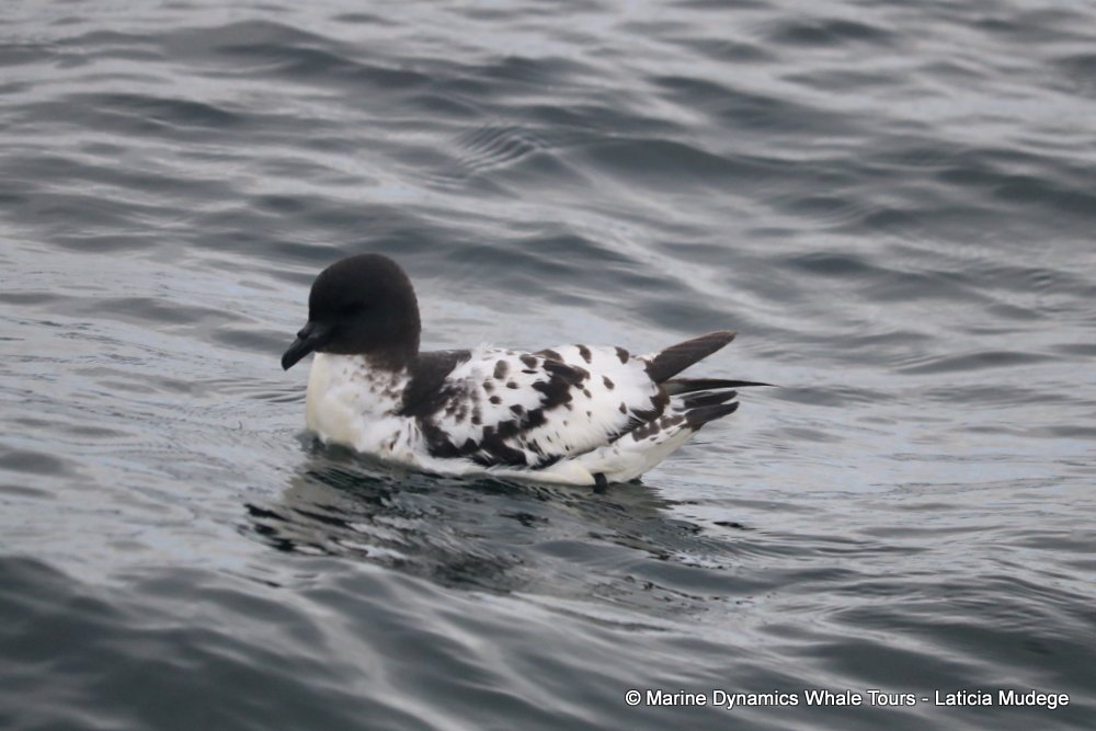 petrel, whale watching, gansbaai, south africa