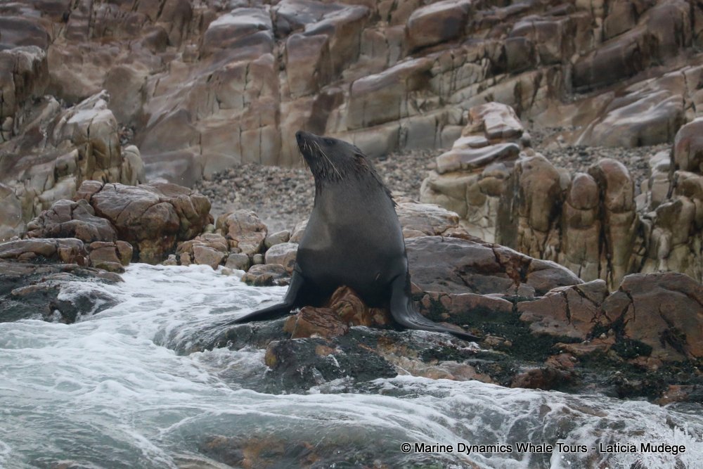 cape fur seal, whale watching, gansbaai, south africa