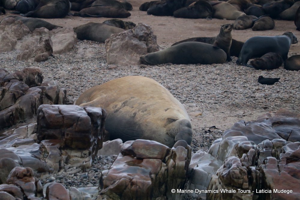 cape fur seal, whale watching, gansbaai, south africa