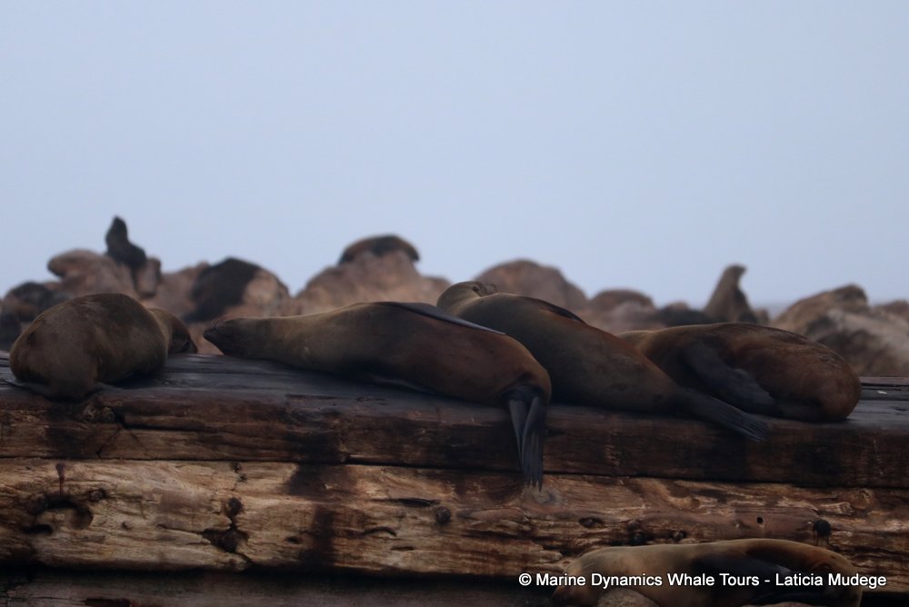cape fur seal, whale watching, gansbaai, south africa