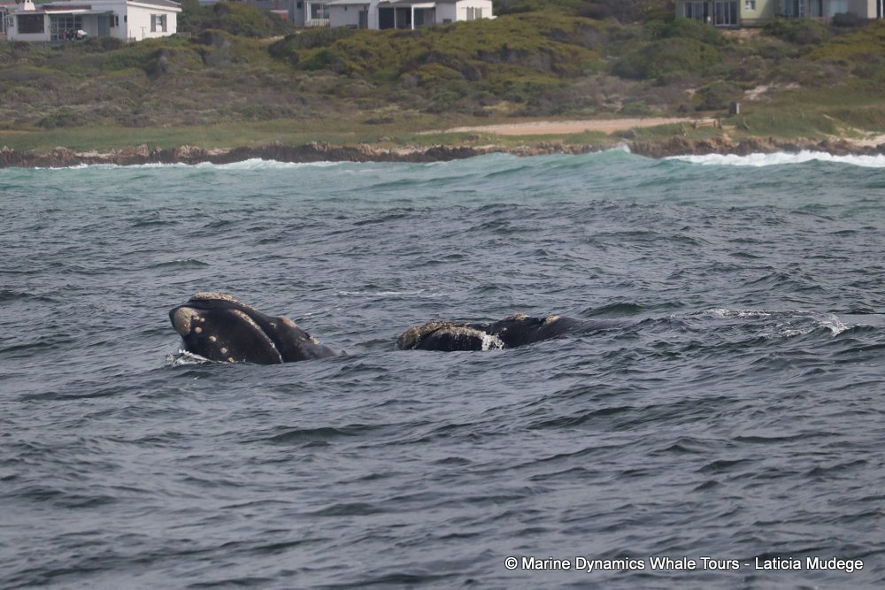 Southern right whale, whale watching, gansbaai, south africa,
