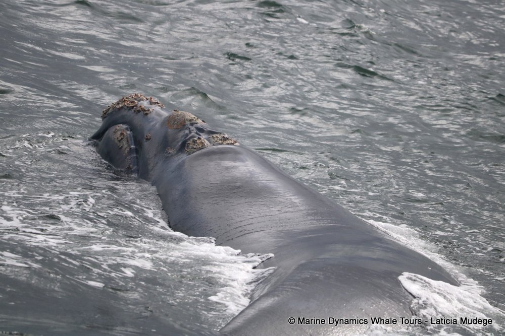 Southern right whale, whale watching, gansbaai, south africa,