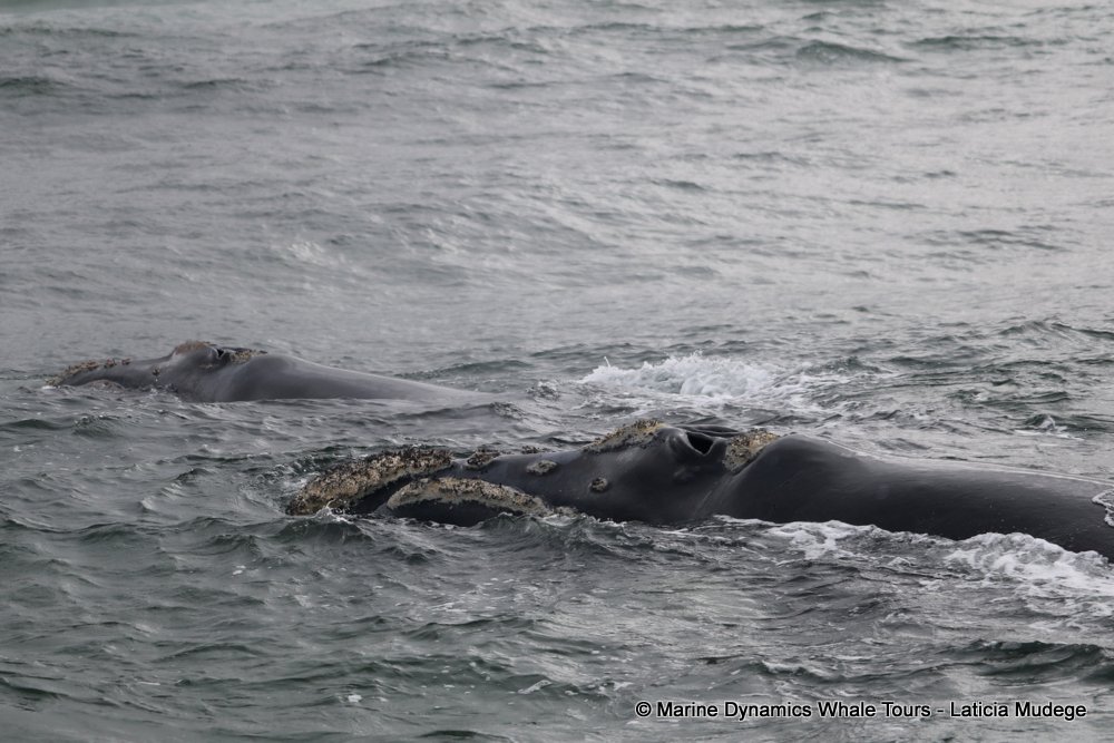 Southern right whale, whale watching, gansbaai, south africa,