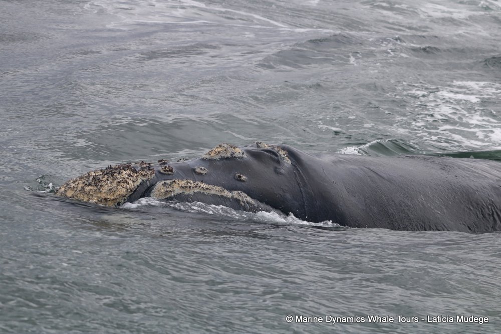 Southern right whale, whale watching, gansbaai, south africa,