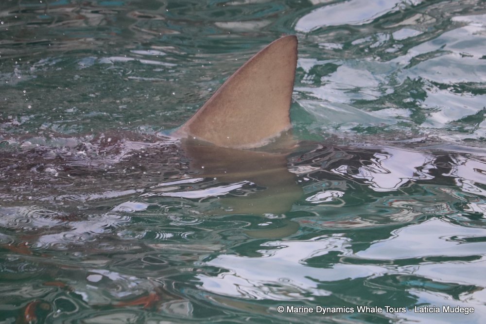 bronze whaler shark, whale watching, gansbaai, south africa,