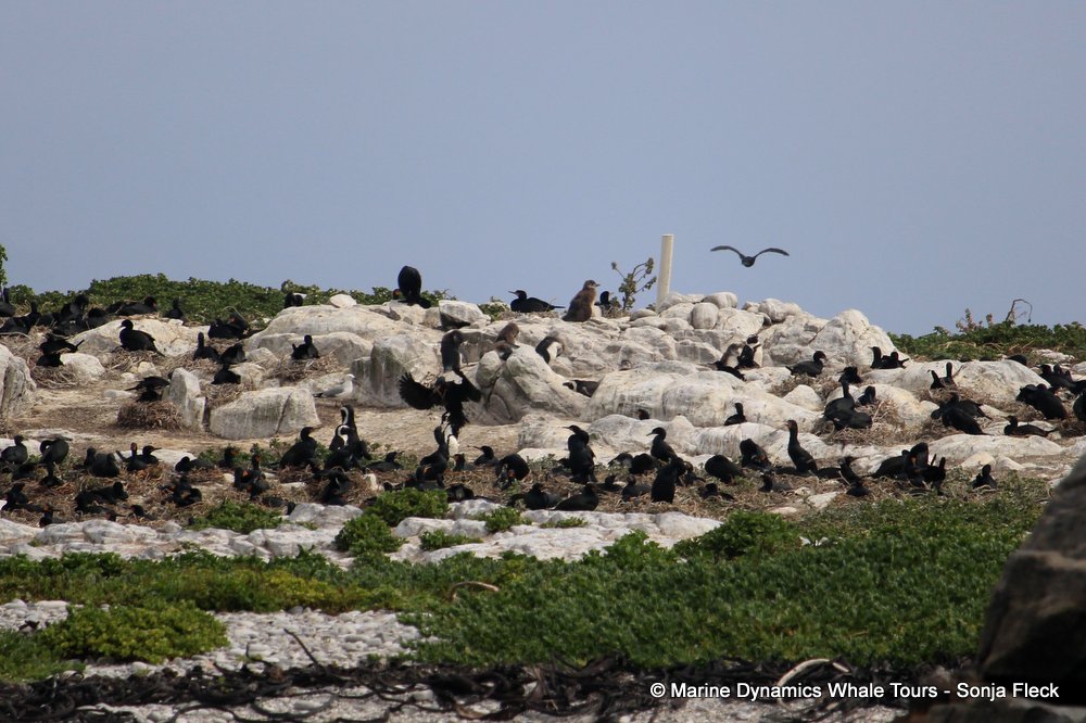 african penguin, whale watching, gansbaai, south africa
