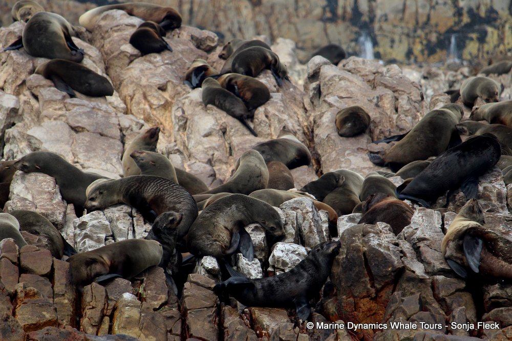 cape fur seal, whale watching, gansbaai, south africa