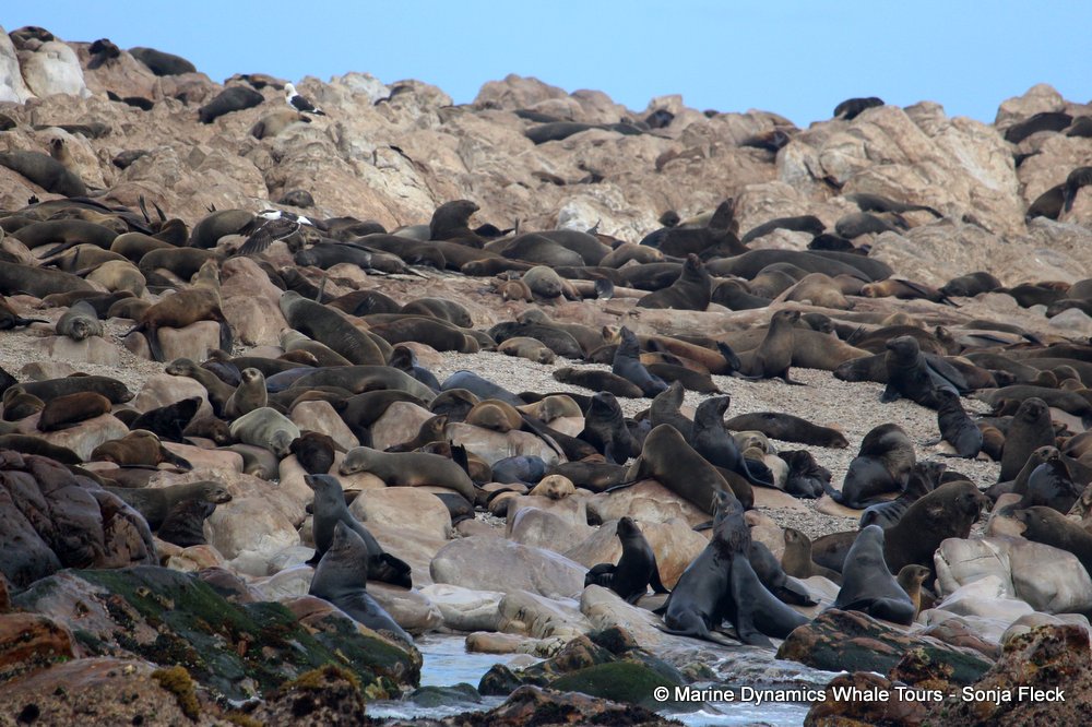 cape fur seal, whale watching, gansbaai, south africa
