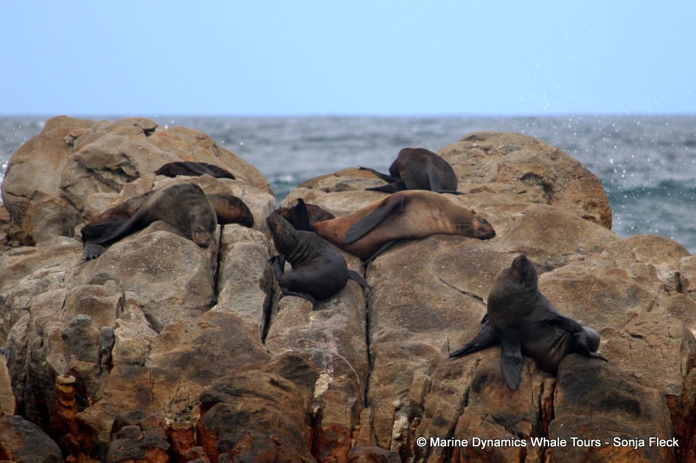 cape fur seal, whale watching, gansbaai, south africa