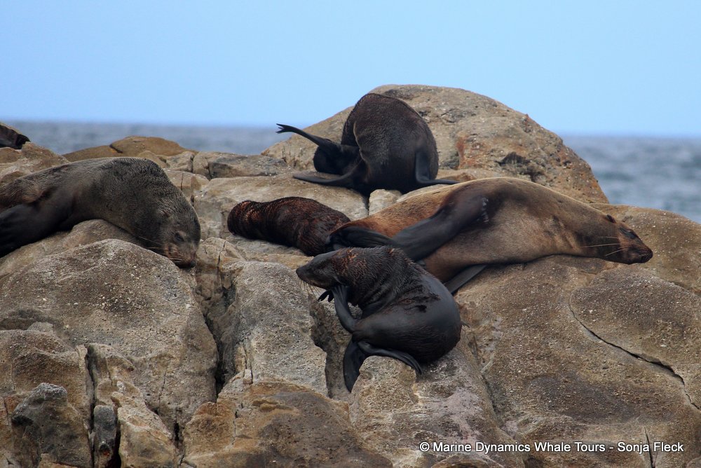cape fur seal, whale watching, gansbaai, south africa