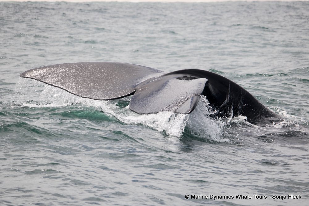 Southern right whale, whale watching, gansbaai, south africa,
