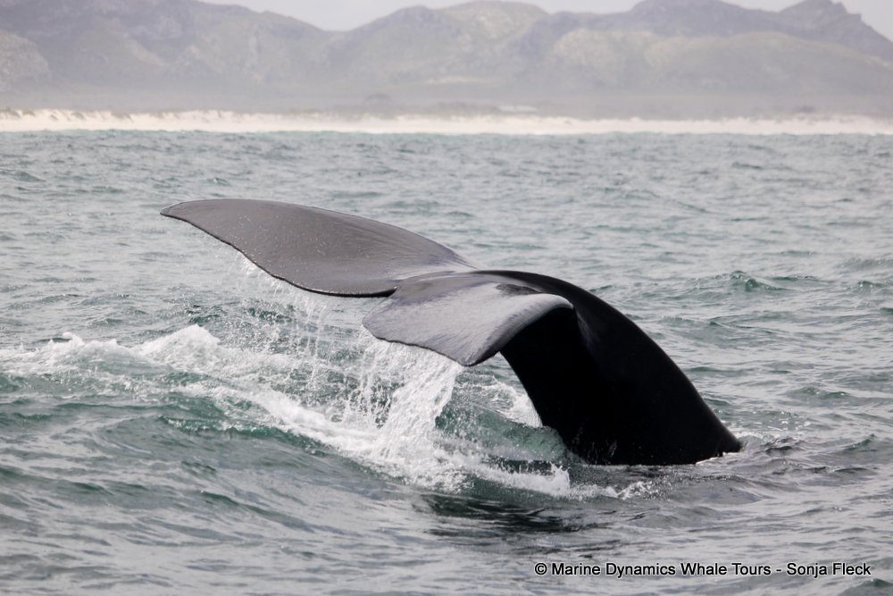 Southern right whale, whale watching, gansbaai, south africa,