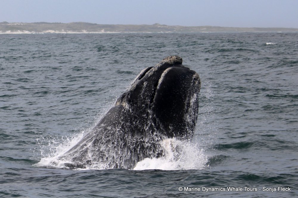 Southern right whale, whale watching, gansbaai, south africa,