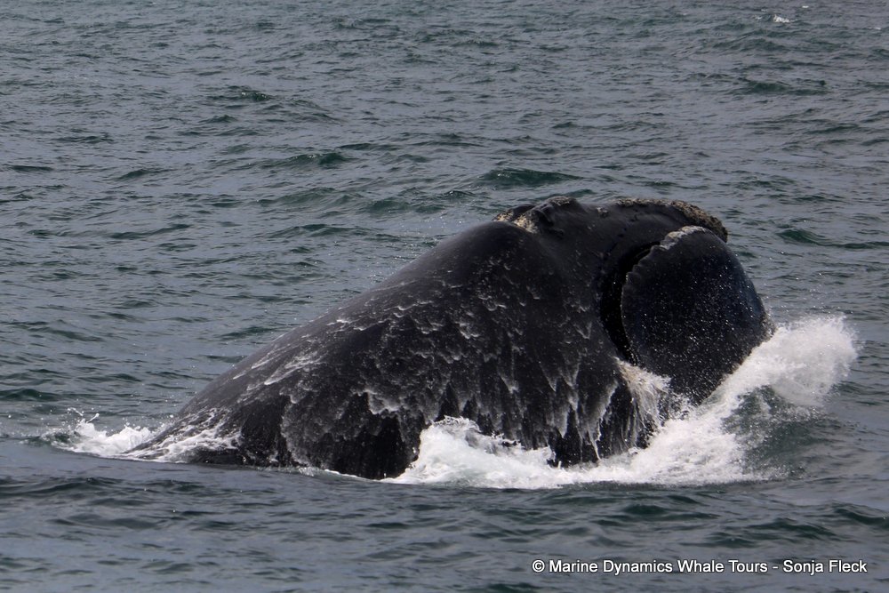 Southern right whale, whale watching, gansbaai, south africa,