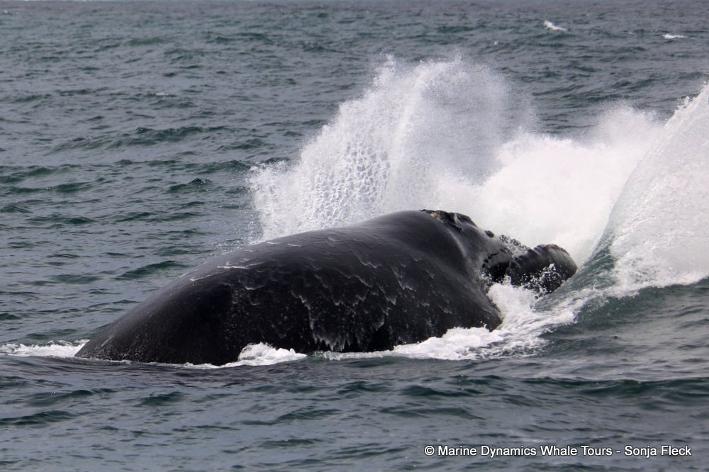 Southern right whale, whale watching, gansbaai, south africa,