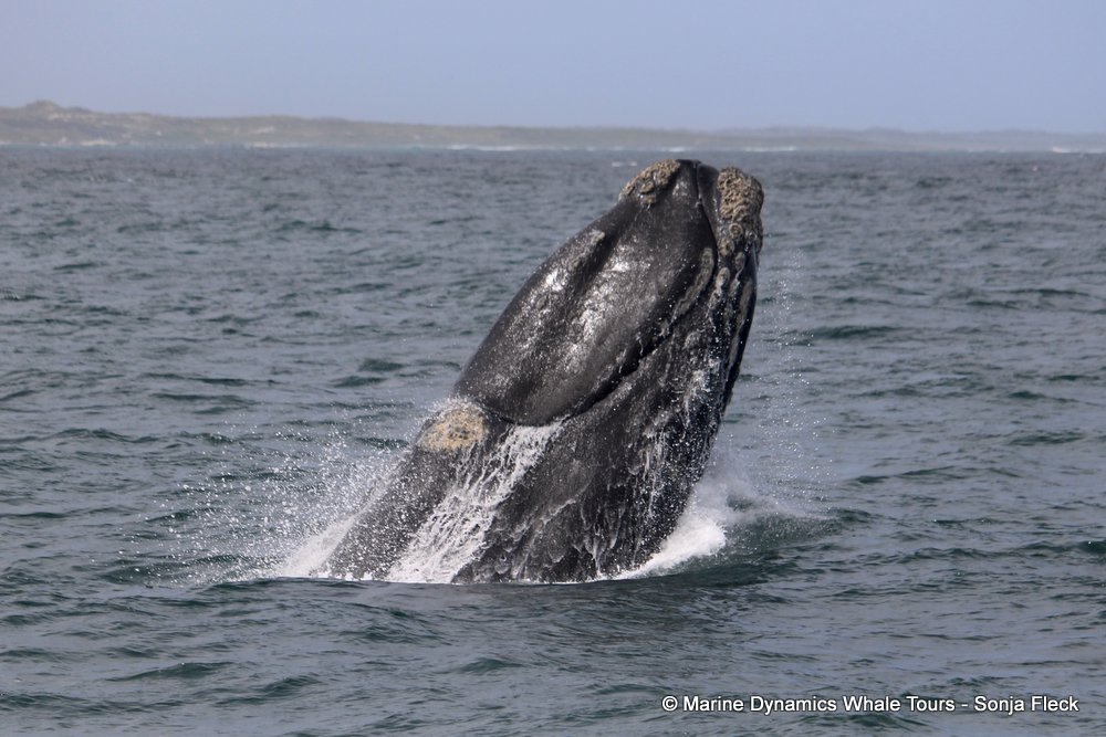 Southern right whale, whale watching, gansbaai, south africa,