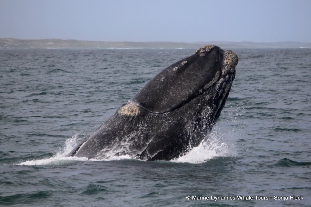 Southern right whale, whale watching, gansbaai, south africa,