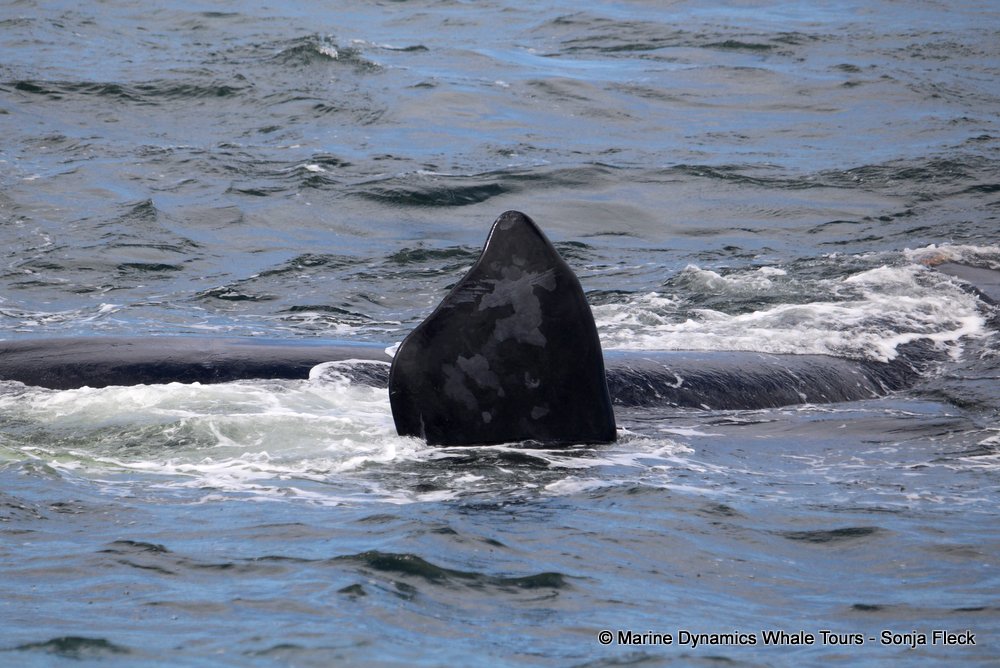 Southern right whale, whale watching, gansbaai, south africa,