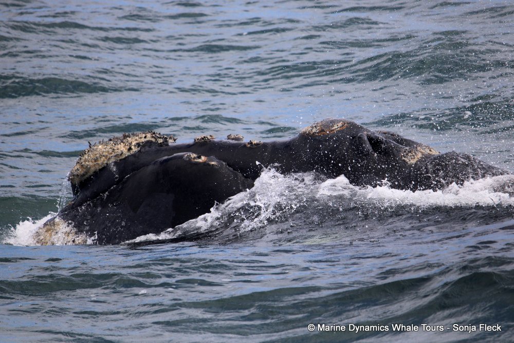Southern right whale, whale watching, gansbaai, south africa,