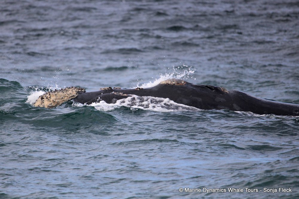 Southern right whale, whale watching, gansbaai, south africa,