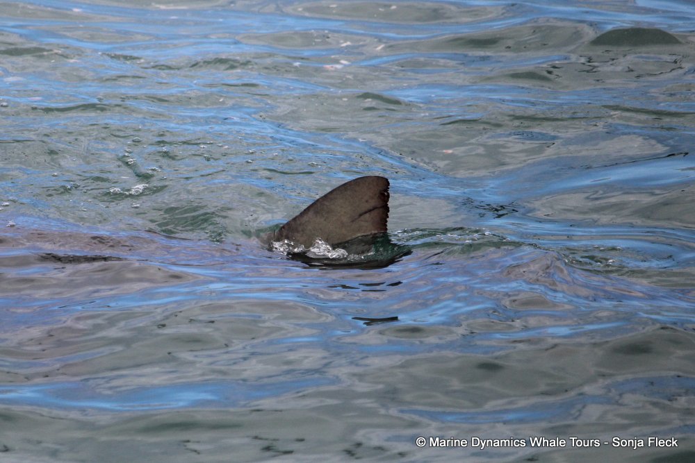 bronze whaler shark, whale watching, gansbaai, south africa,