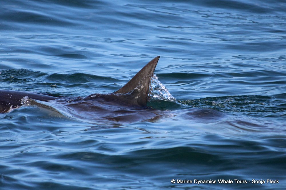 bronze whaler shark, whale watching, gansbaai, south africa,