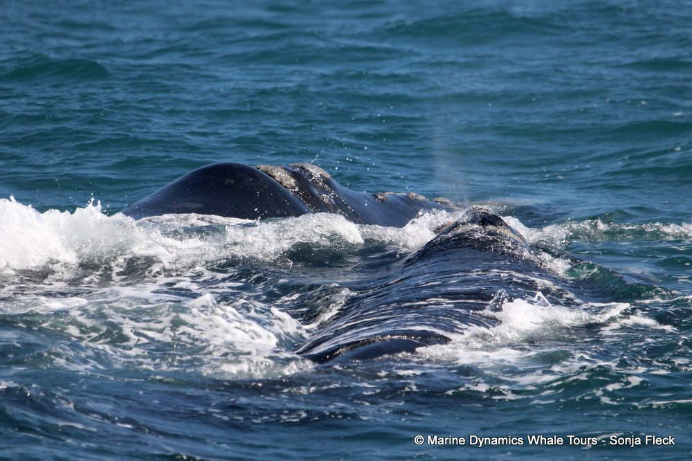 Southern right whale, whale watching, gansbaai, south africa,