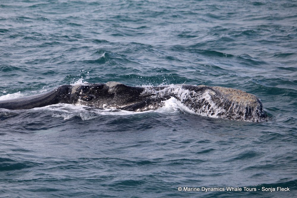 Southern right whale, whale watching, gansbaai, south africa,