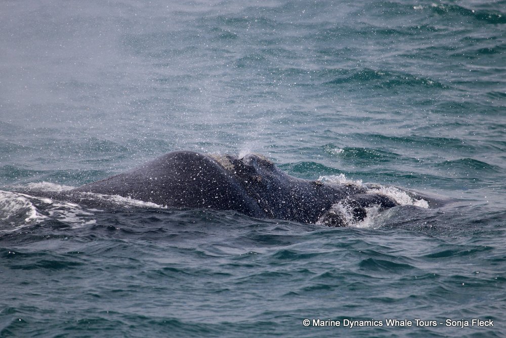Southern right whale, whale watching, gansbaai, south africa,