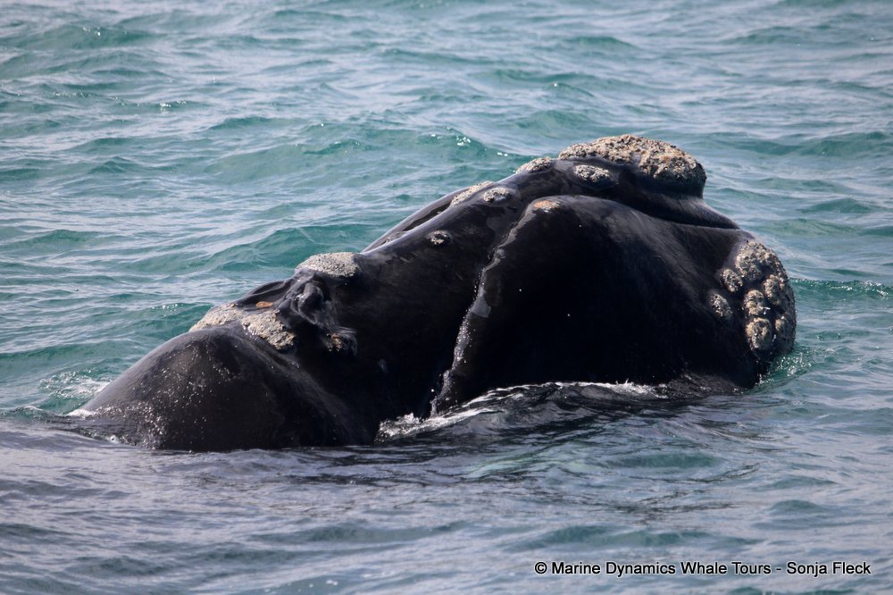 Southern right whale, whale watching, gansbaai, south africa,